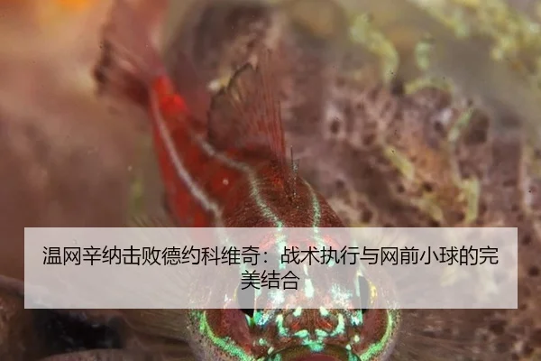 wen-wang-xin-na-ji-bai-de-yue-ke-wei-qi-zhan-shu-zhi-xing-yu-wang-qian-xiao-qiu-de-wan-mei-jie-he-3-580.jpg